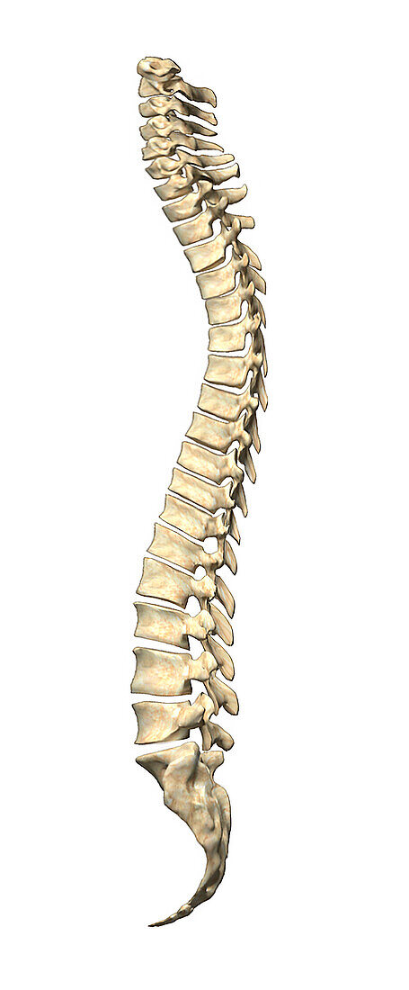 Spine, illustration