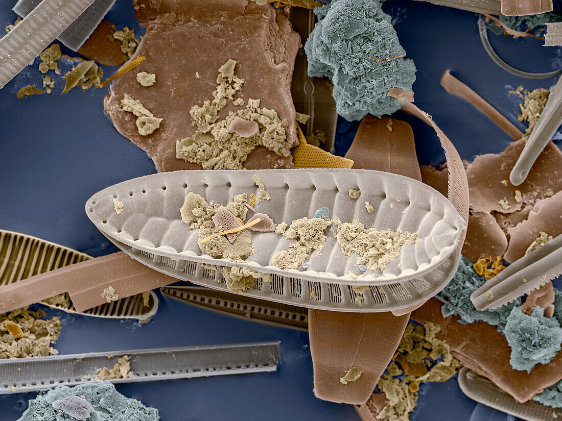 Fossilised Surirella sp. diatom, SEM