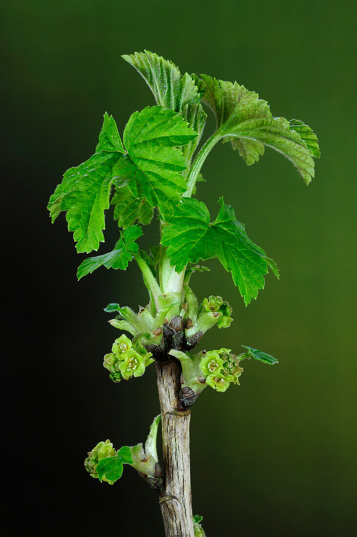 Redcurrant plant (Ribes rubrum) beginning to flower