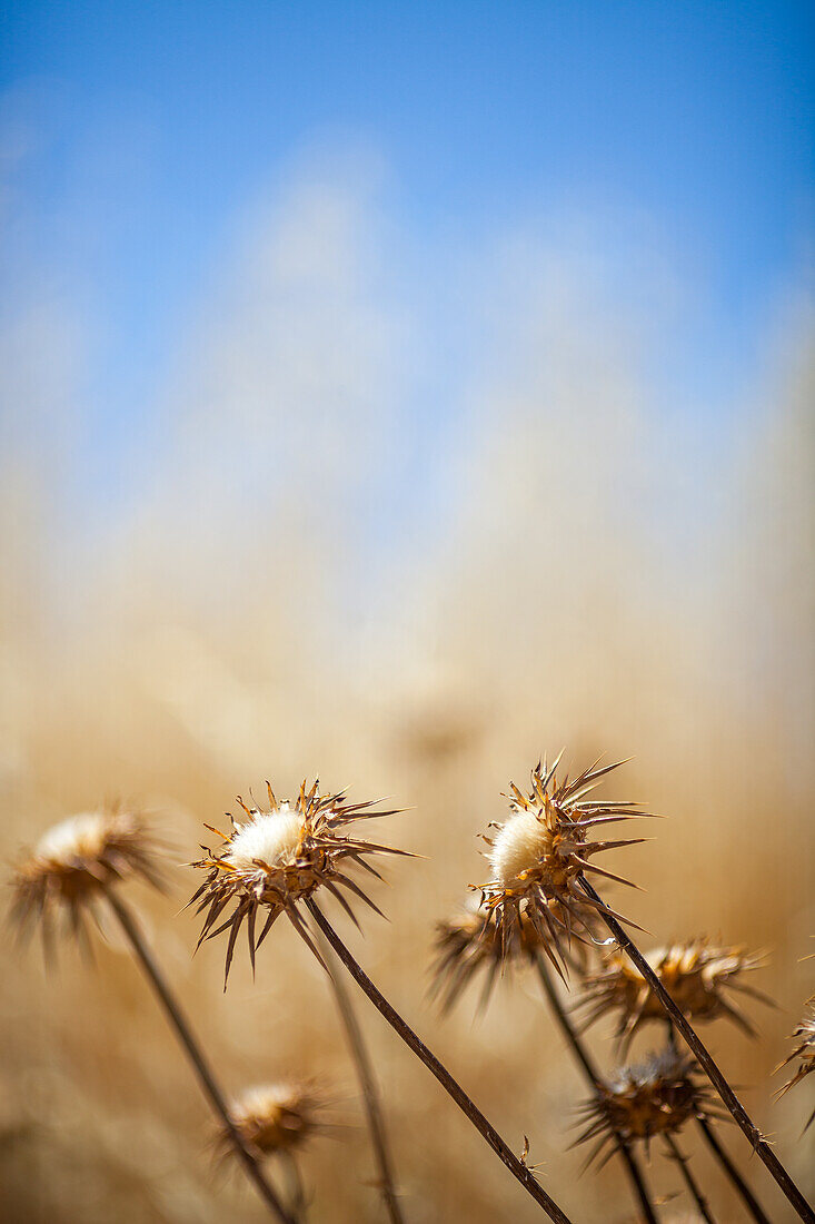 Thistles in Andalucia, Spain