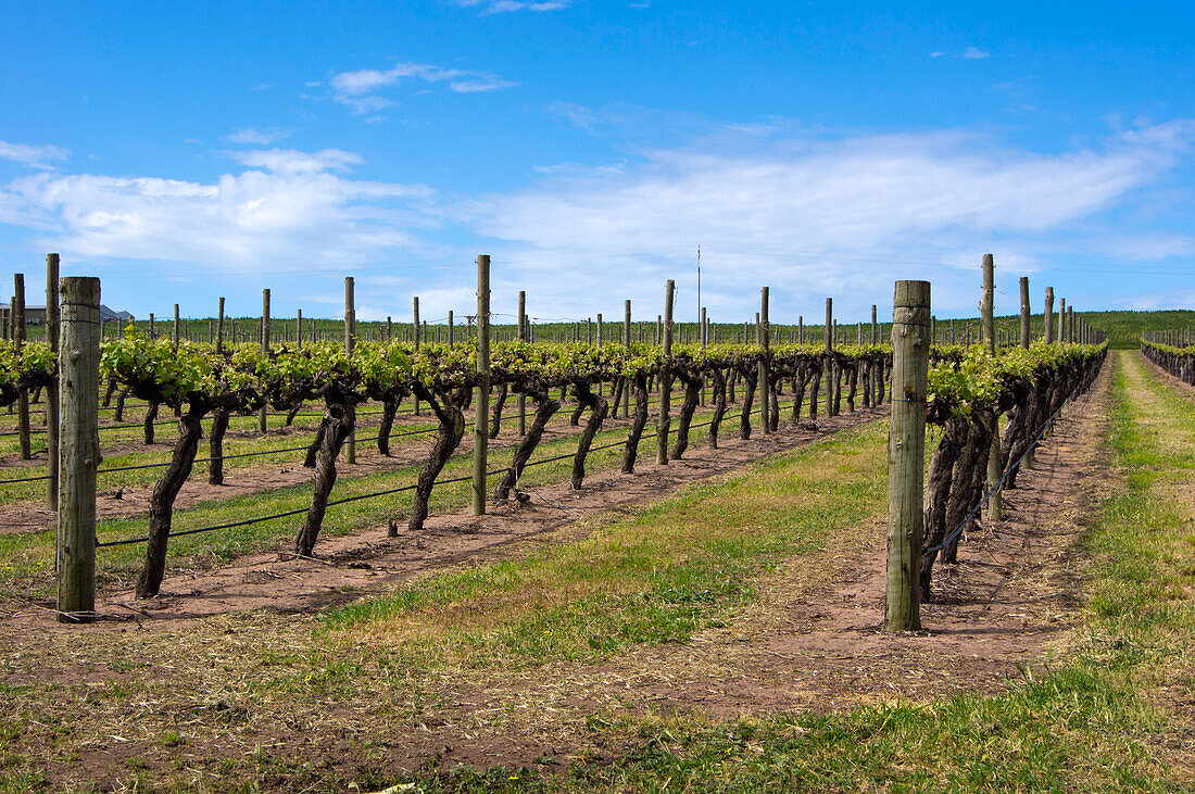 South Australian vineyard