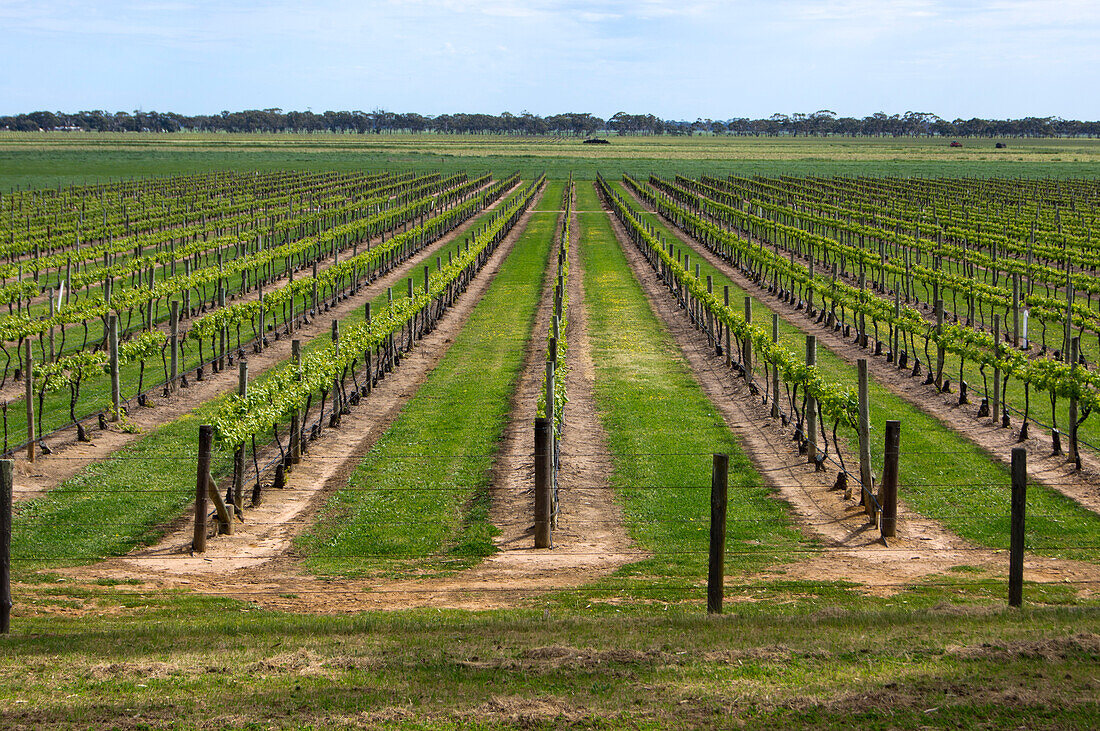 South Australian vineyard