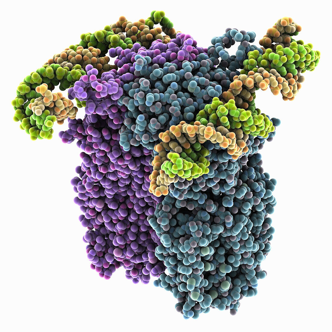 Caenorhabditis elegans SID1 complexed with dsRNA, molecular model