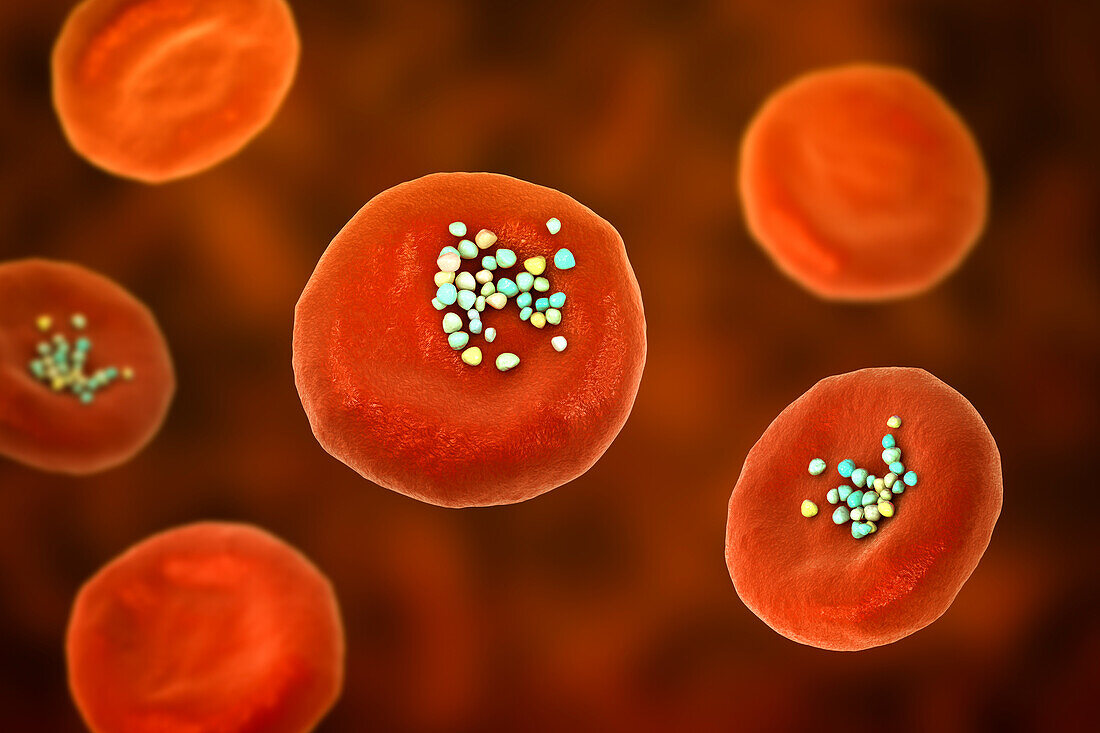 Erythrocytes with plastic microparticles, illustration