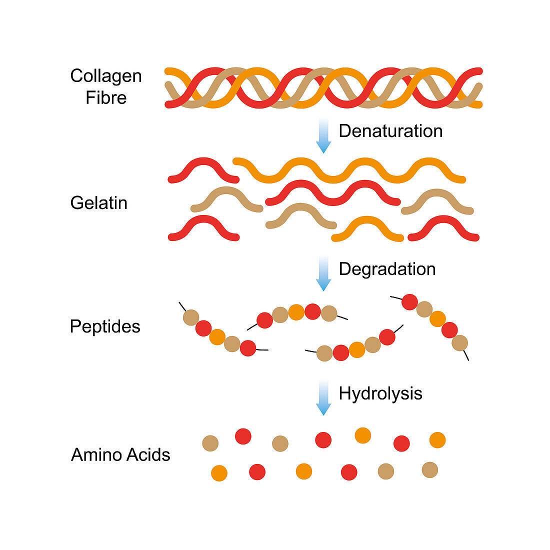 Collagen structure, illustration