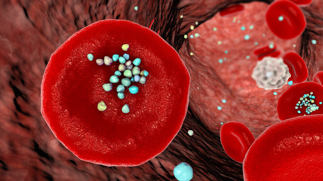 Erythrocytes with plastic microparticles, illustration