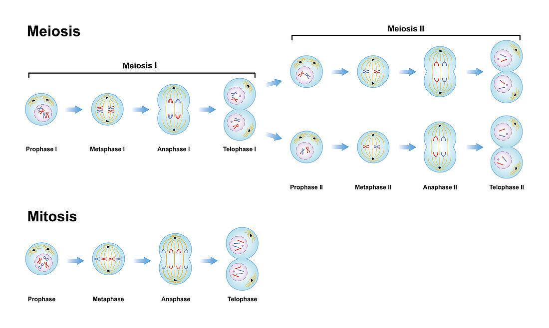 Meiosis and mitosis phases, illustration