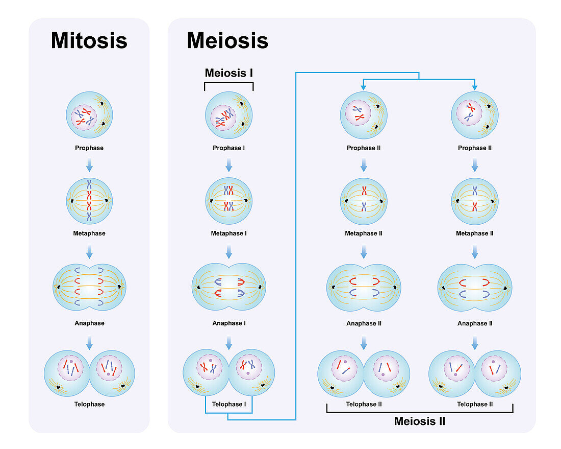 Meiosis and mitosis phases, illustration