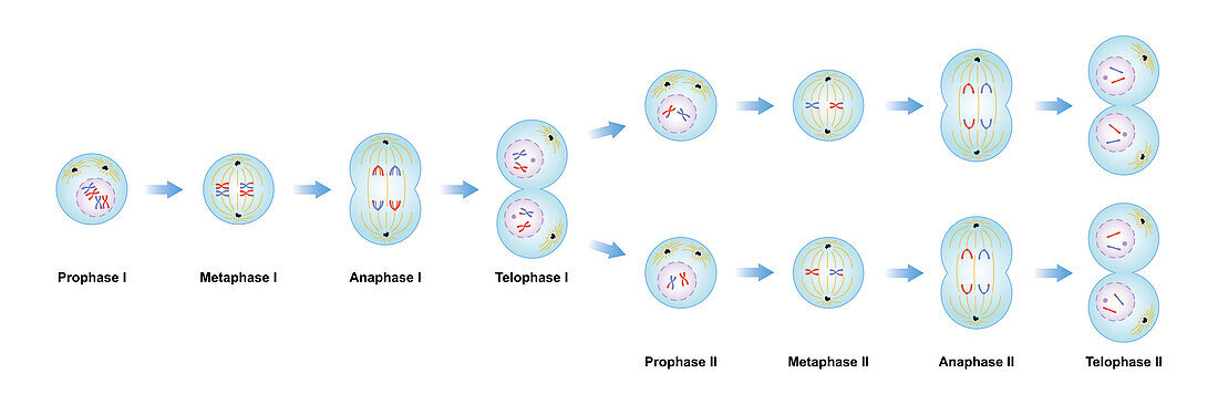 Meiosis phases, illustration