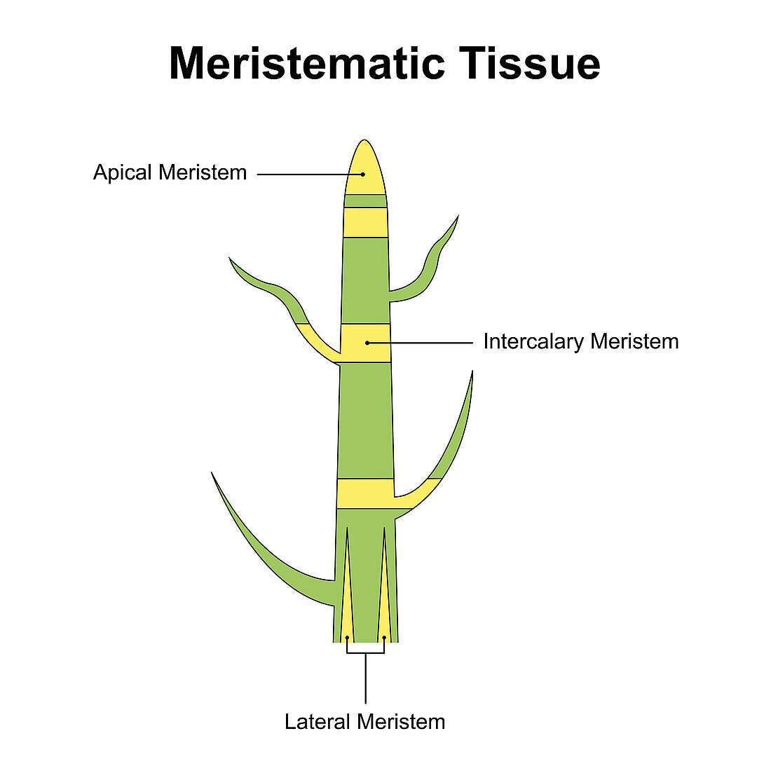 Meristem structure, illustration