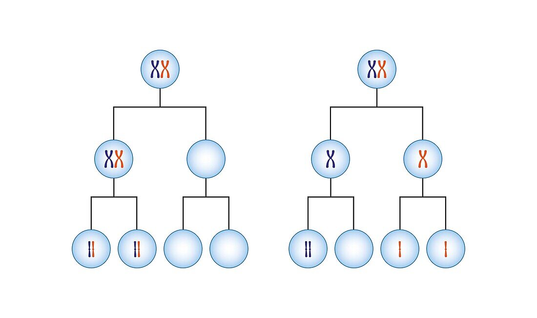 Nondisjunction in meiosis, illustration