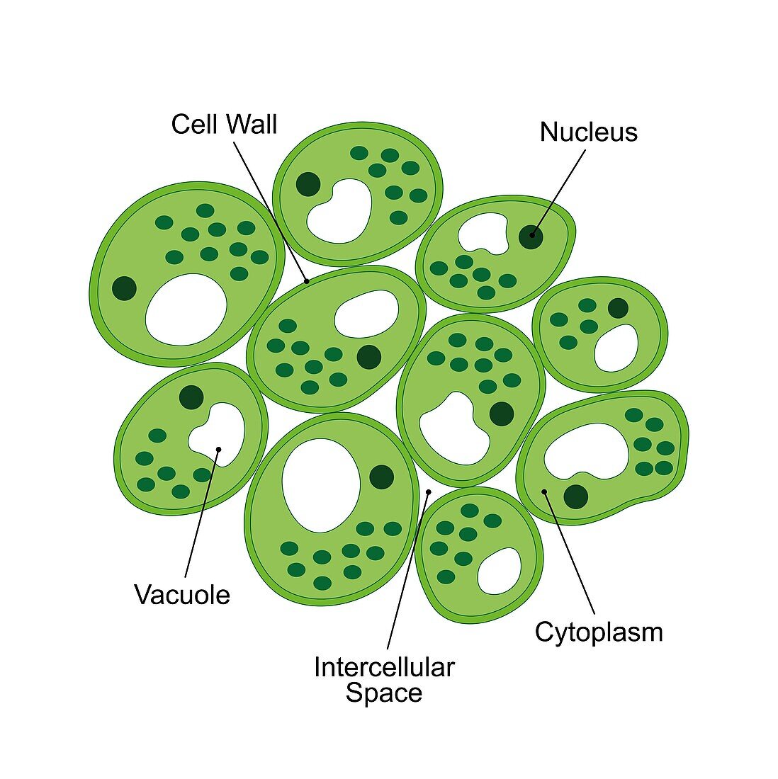 Parenchyma structure, illustration