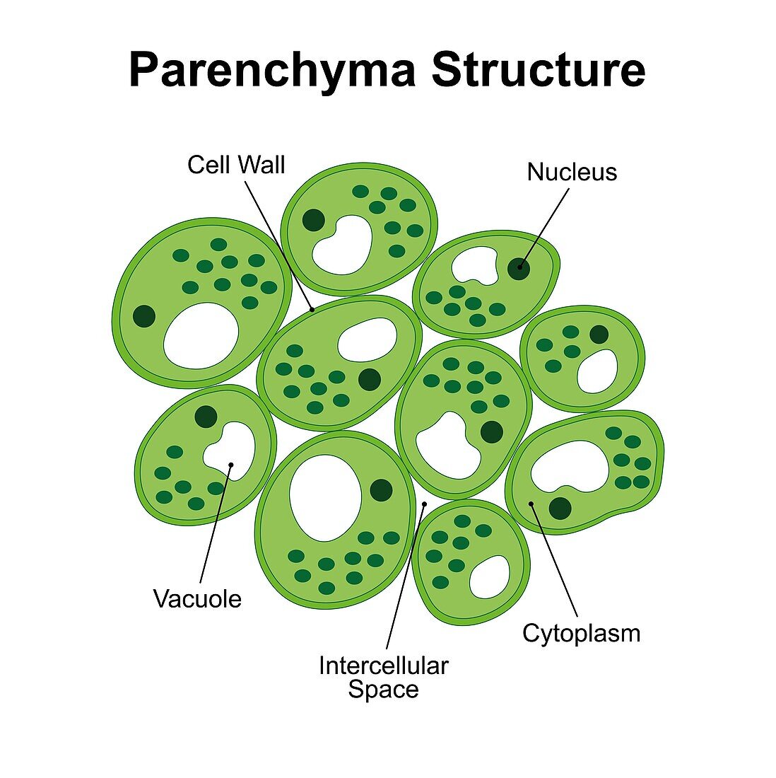 Parenchyma structure, illustration