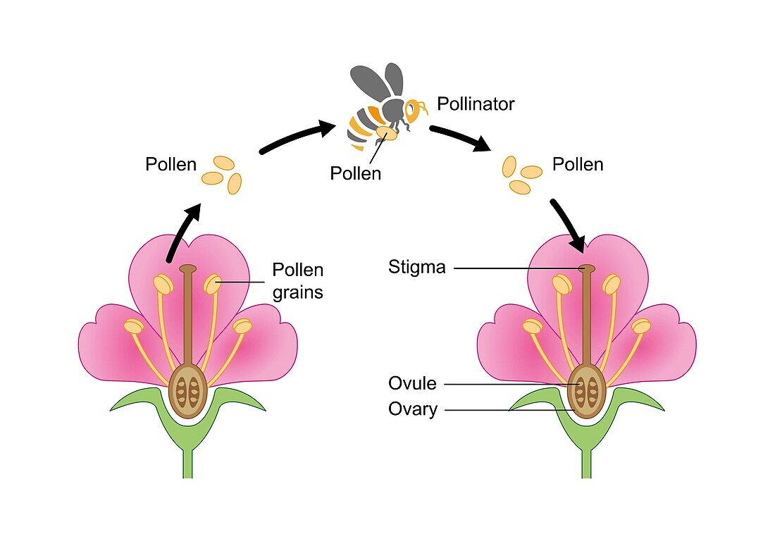 Pollination mechanism, illustration