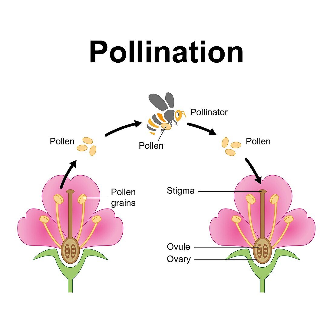 Pollination mechanism, illustration