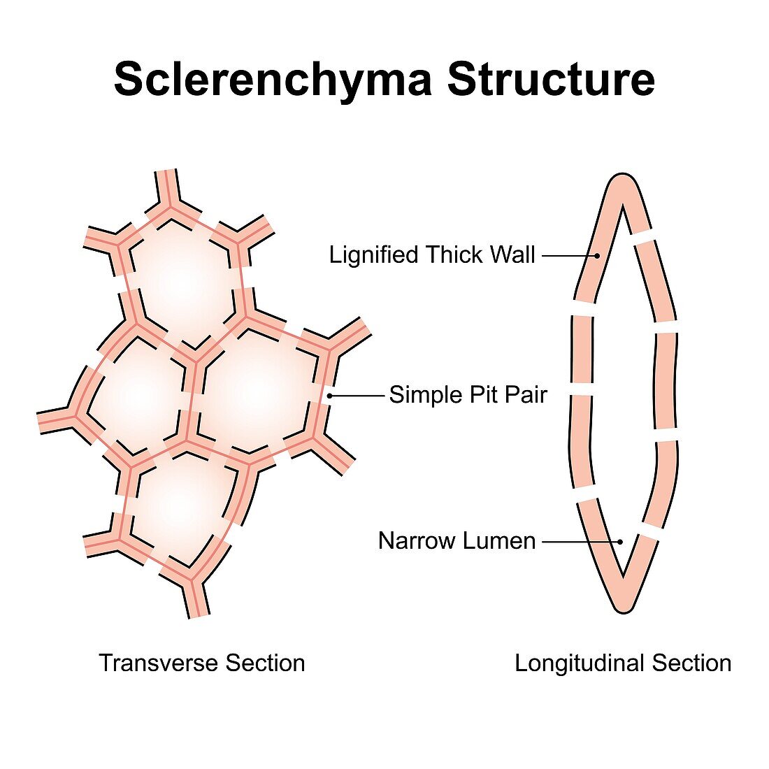 Sclerenchyma structure, illustration