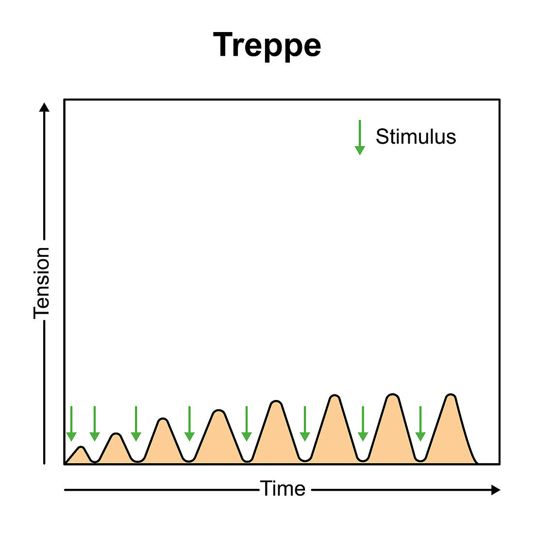 Muscular treppe, illustration