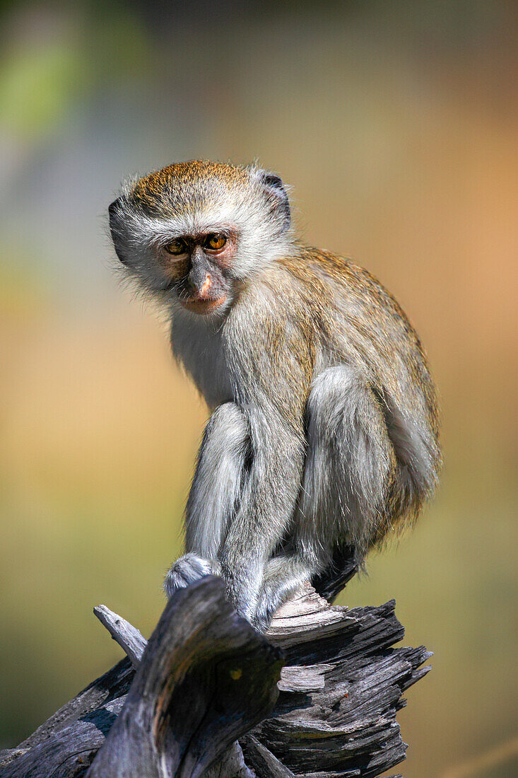 Vervet monkey perching on stump