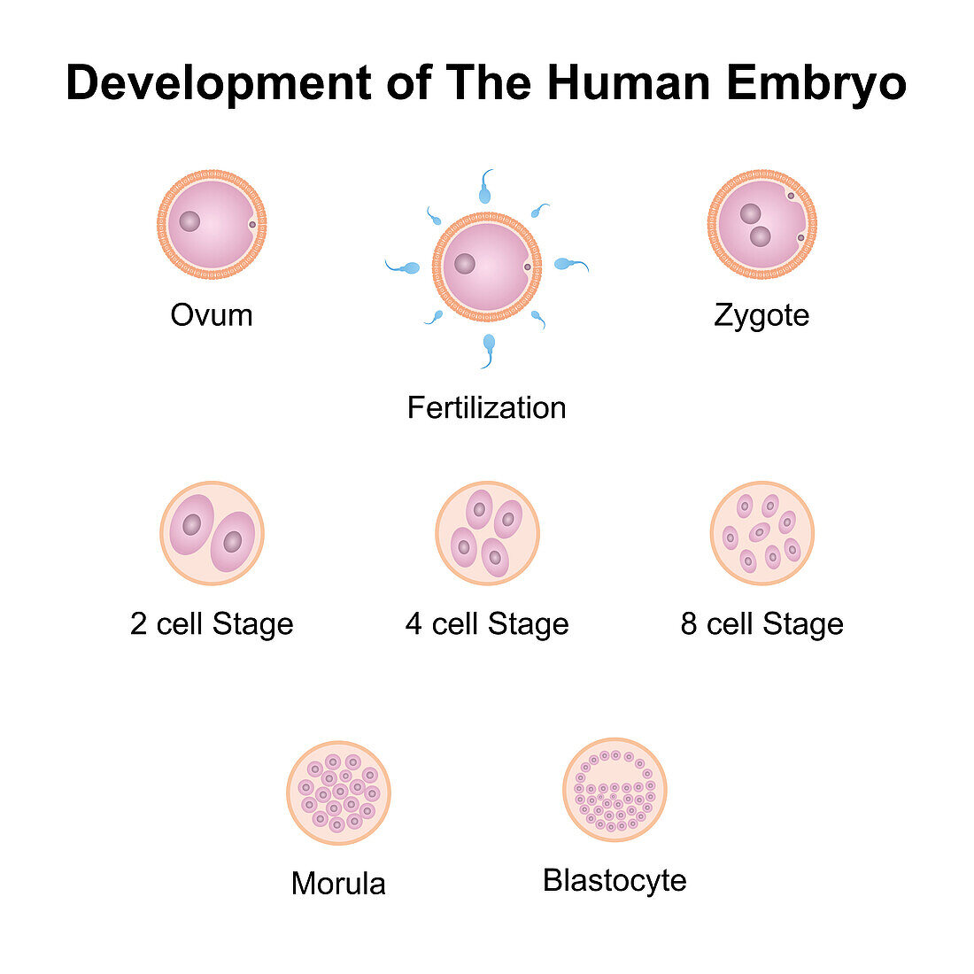 Embryo development, illustration