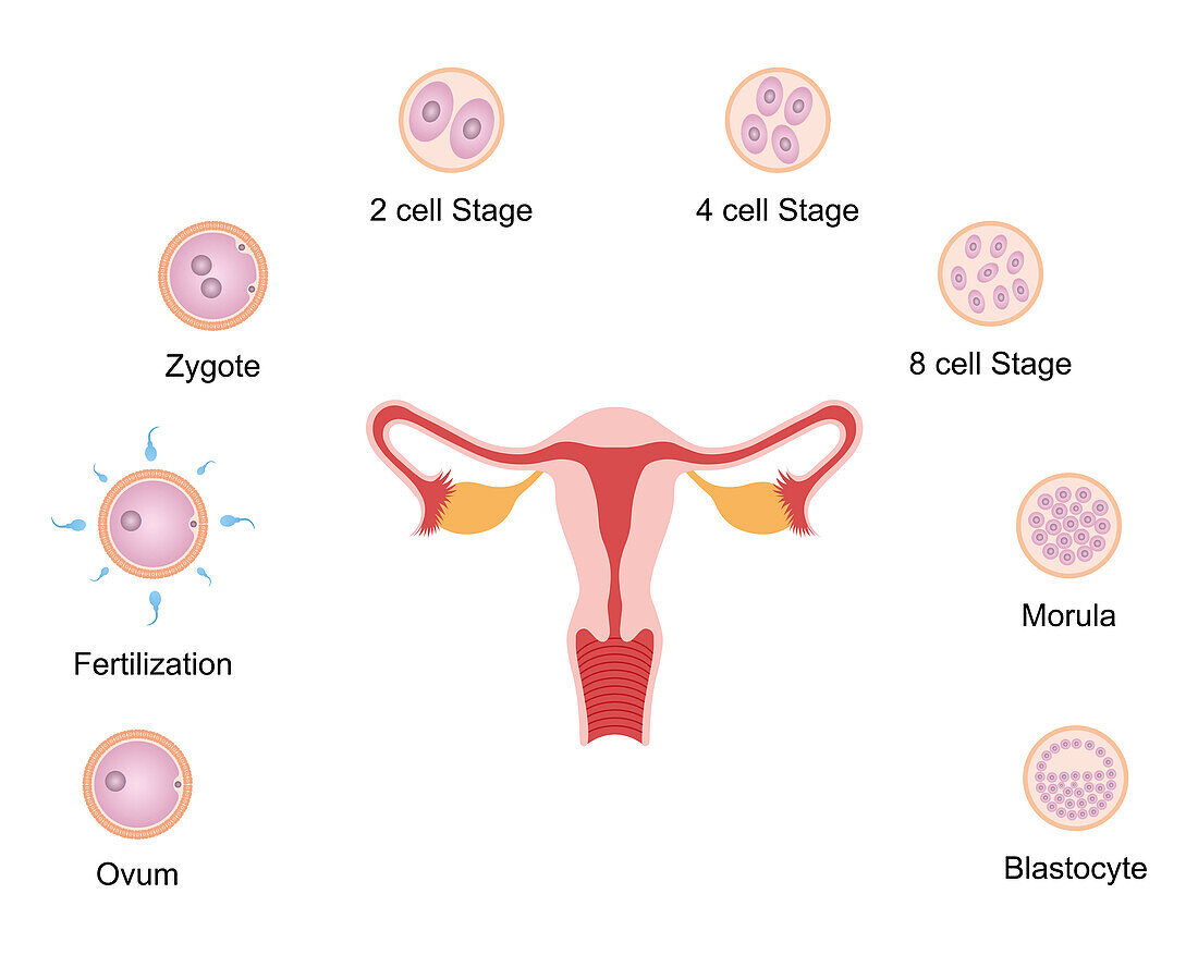 Embryo development, illustration