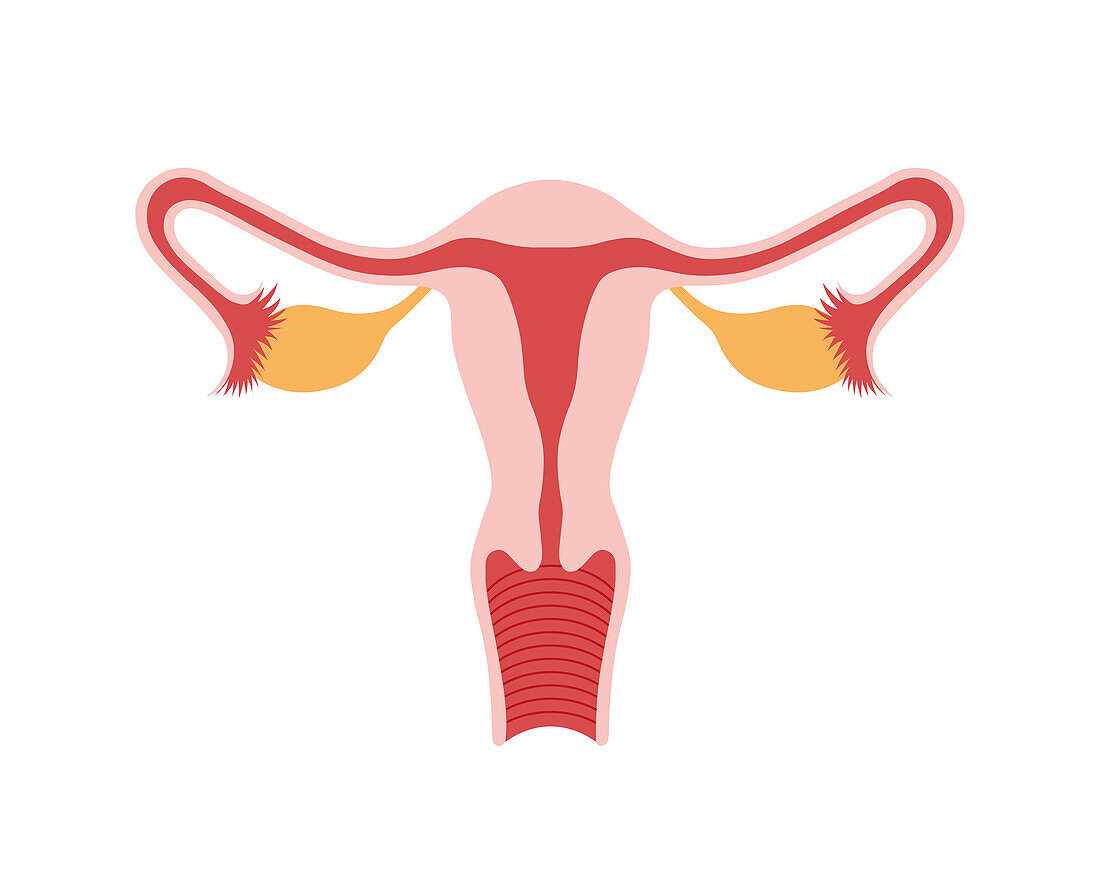 Female reproductive system, illustration