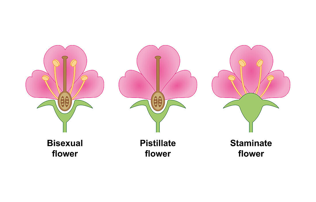 Flowers types, illustration