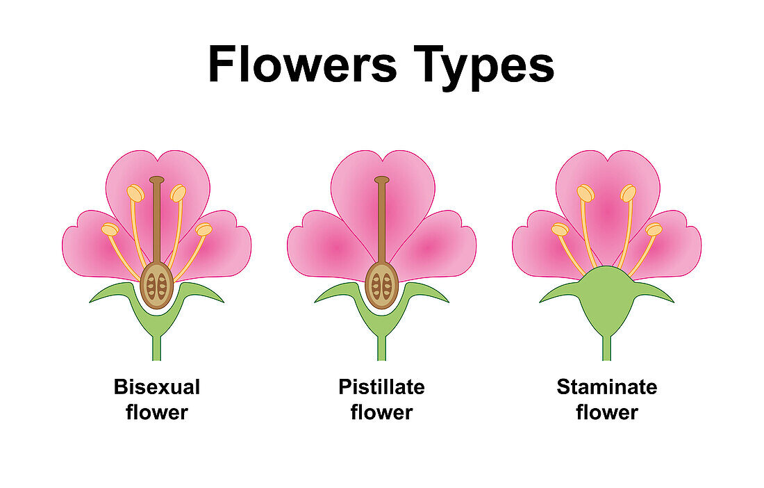 Flowers types, illustration