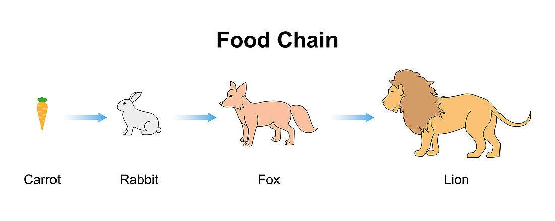 Food chain, illustration