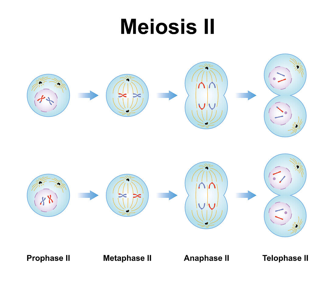 Meiosis phases, illustration