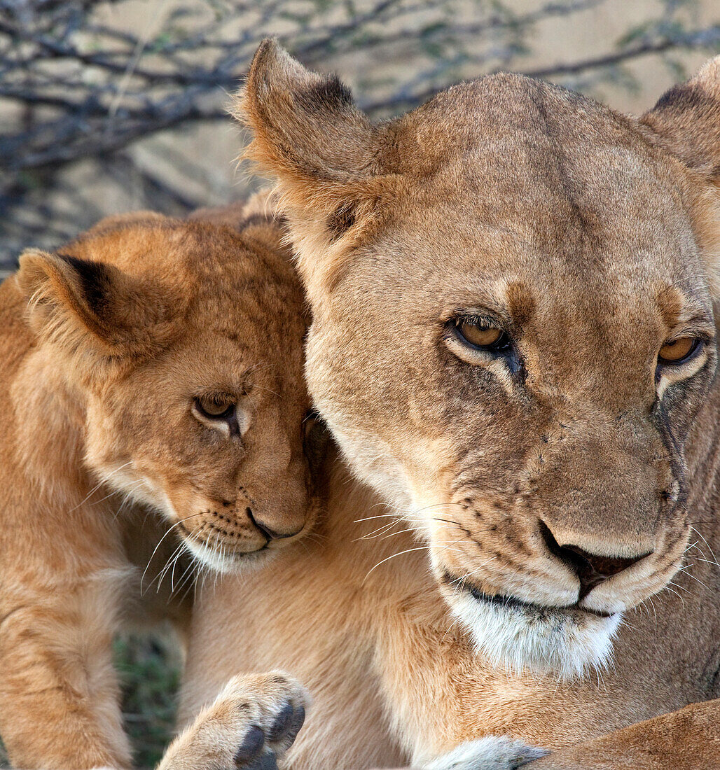 Lioness with cub