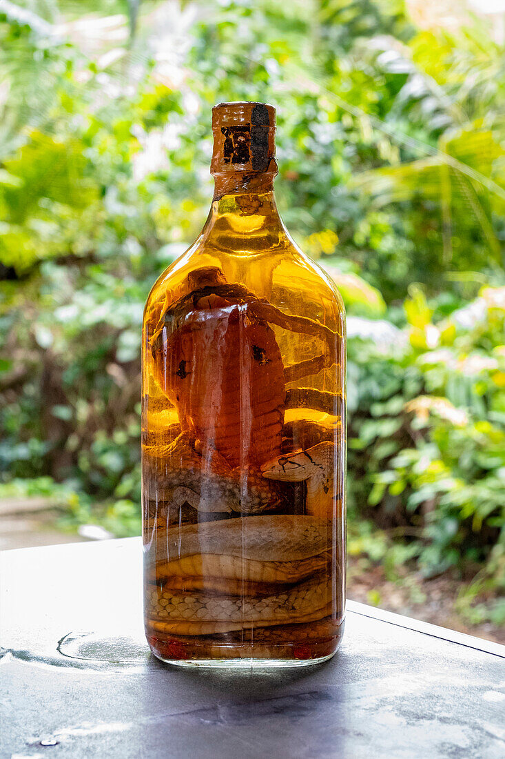 Bottle of rice wine with pickled cobra