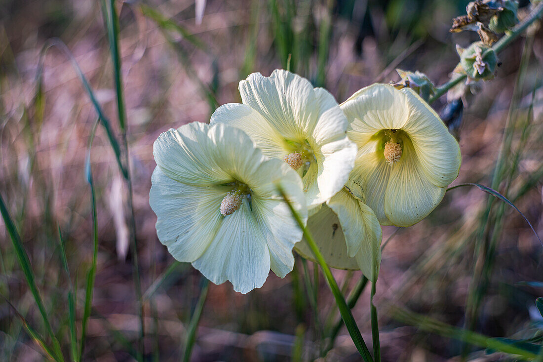 Eibisch (Hibiscus syriacus) in voller Blüte im sommerlichen Garten