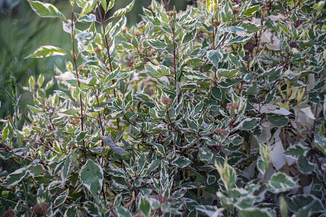 Wintergrüner Ölweiden-Strauch (Elaeagnus ebbingei) 'Gilt Edge'