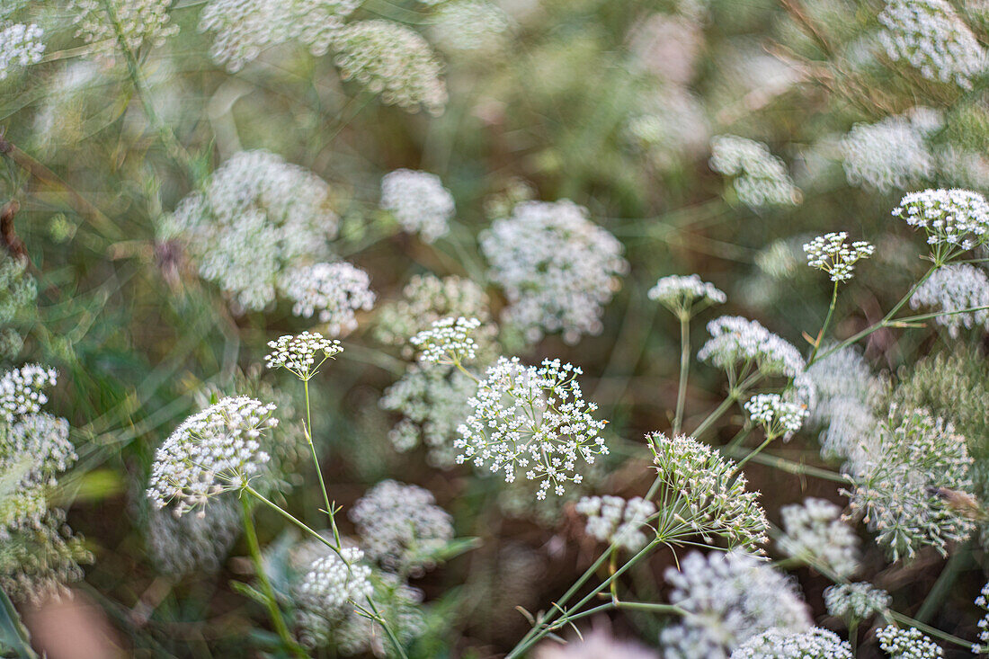 Blühendes Schleierkraut (Gypsophila paniculata) auf der Sommerwiese