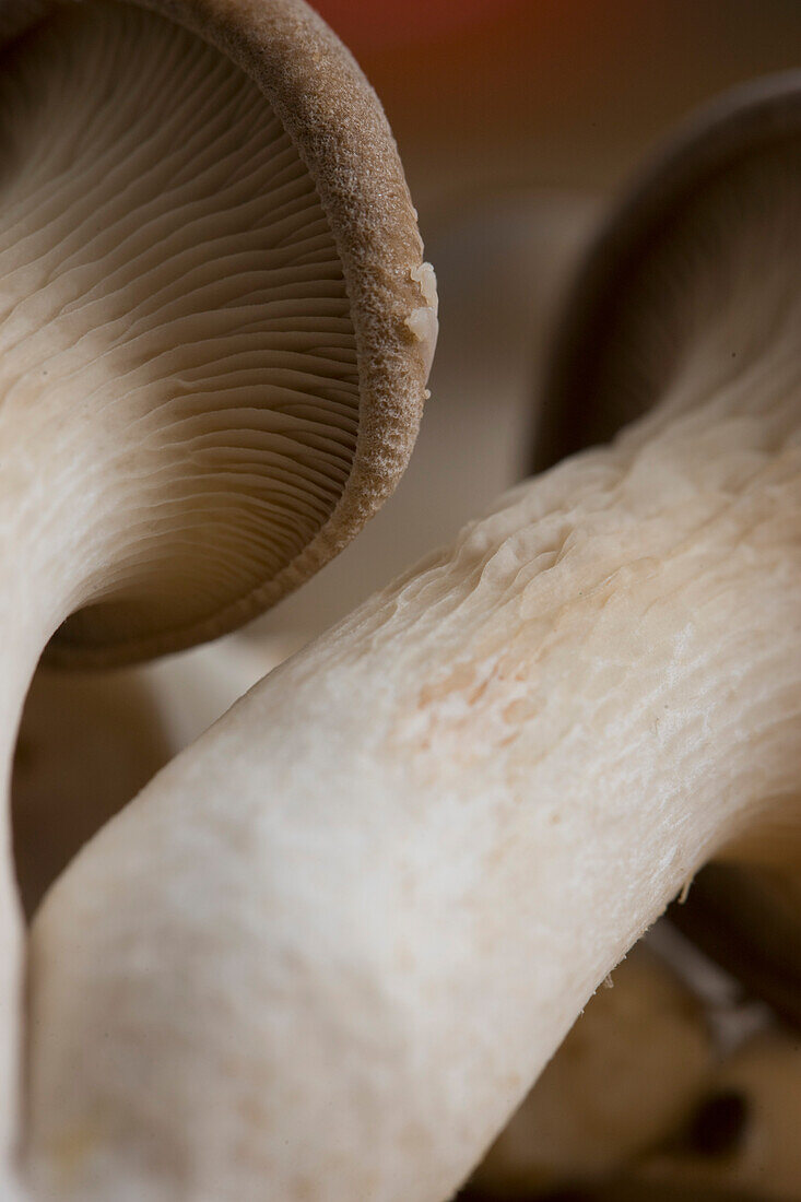 Extreme close up of eryngi mushrooms