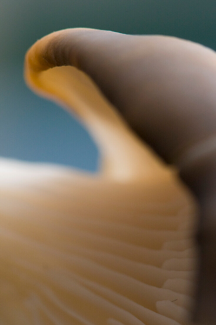 Extreme close up of an eryngi mushroom