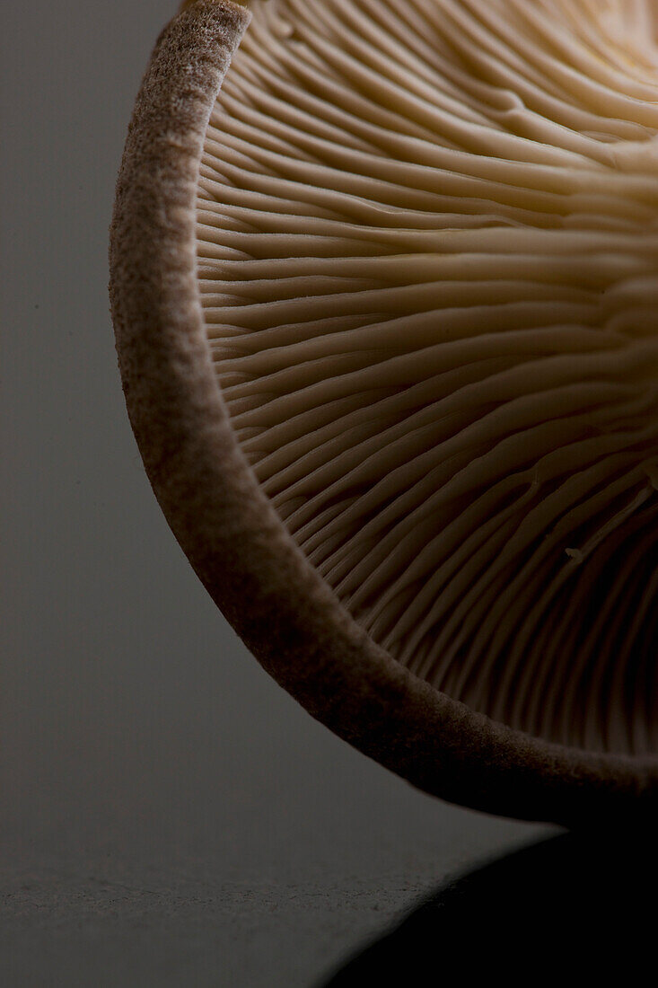 Extreme close up of an eryngi mushroom