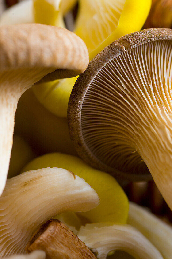 Extreme close up of yellow and grey oyster mushrooms