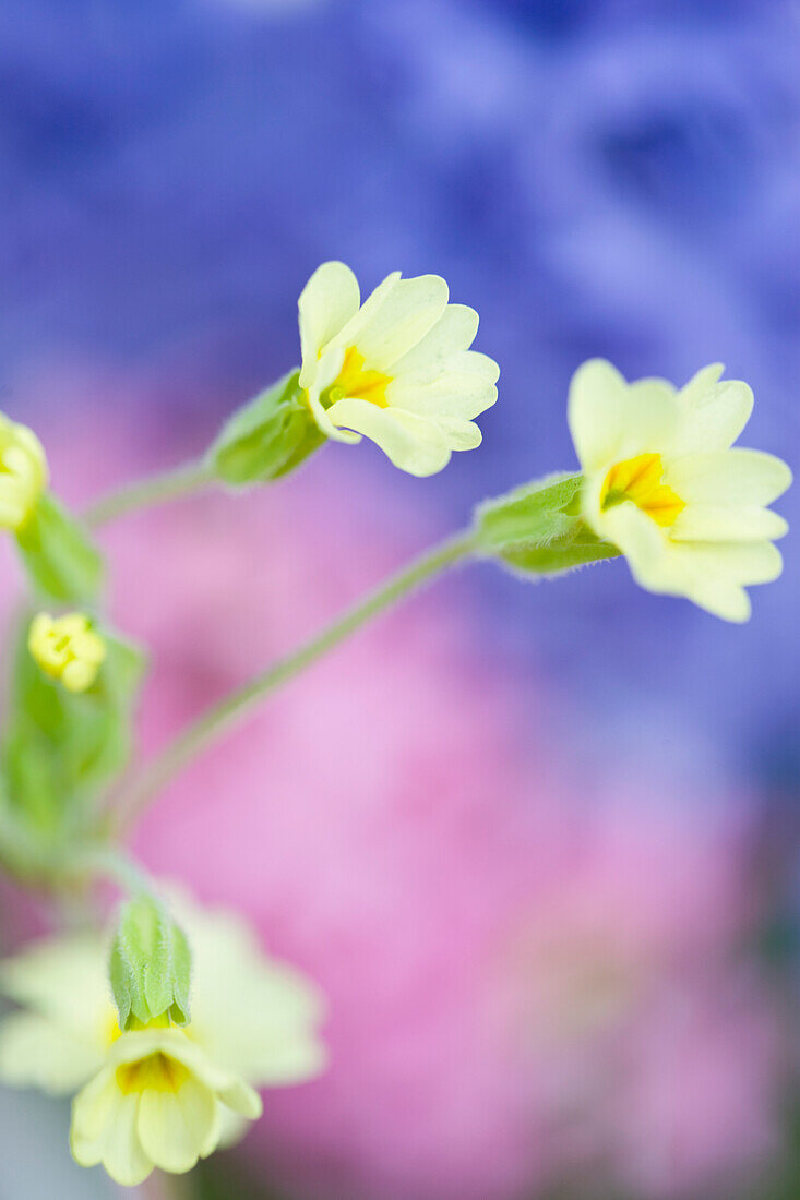 Primrose flowers, Primula vulgaris