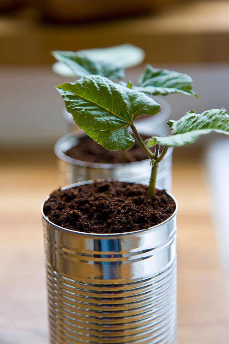 Recyclable tin cans with bean seedlings