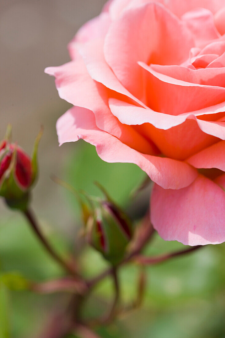 Close up of Pink Rose