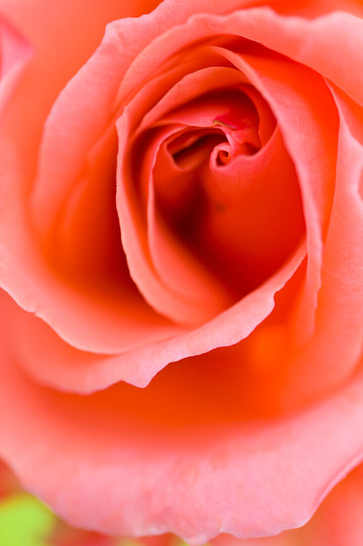 Extreme close up of a pink rose