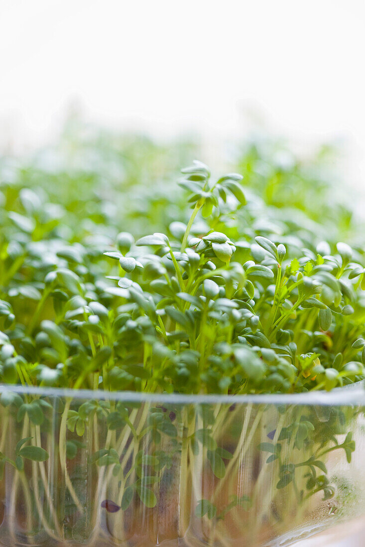 Close up of Watercress