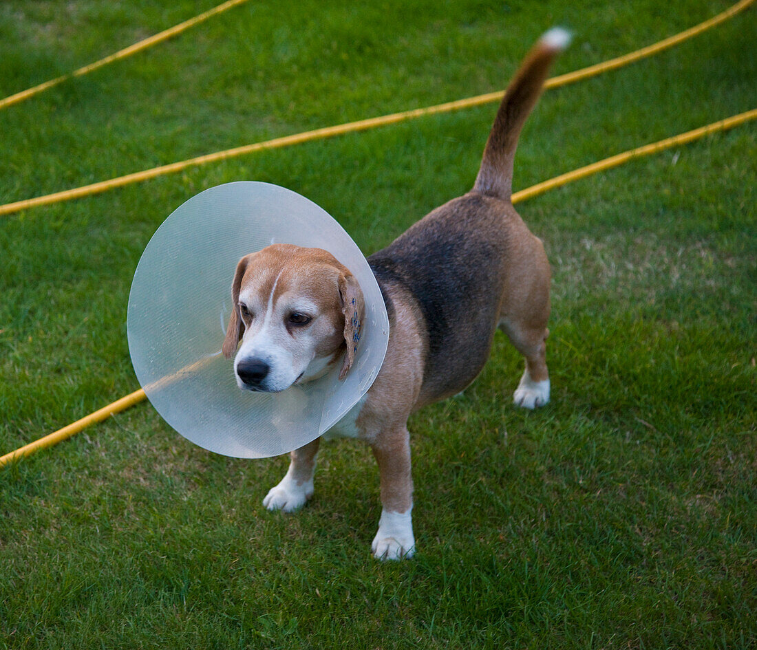 Beagle-Hund trägt ein Buster-Halsband