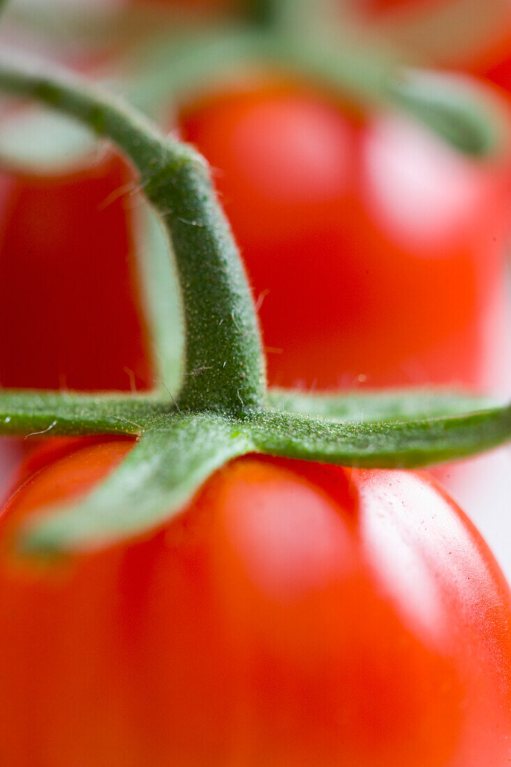 Extreme close up of small plum tomatoes on the vine