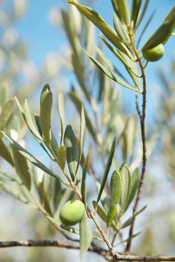 Close up of Olives on Tree Branch