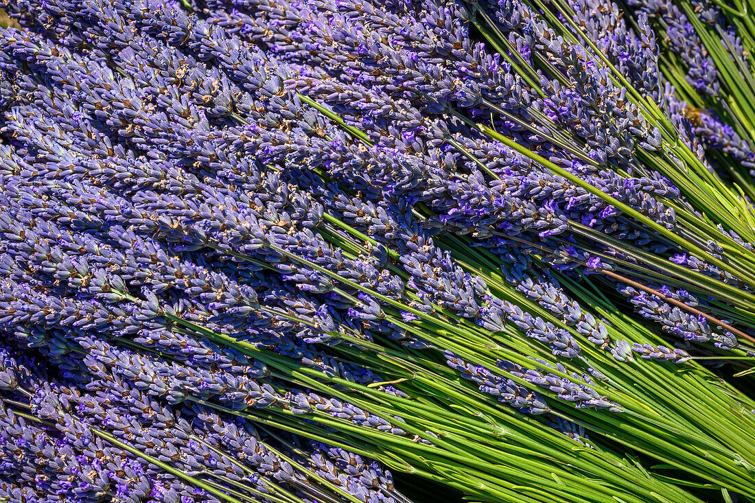 Fresh lavender harvested at Jardin de Soleil on the Olympic Peninsula of Washington, USA.