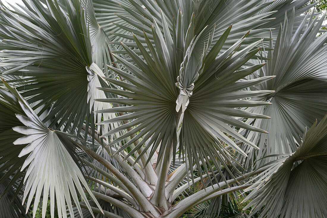 Latania fan palm in Culiacan Botanical Gardin (Jardin Botanico Culiacán), Sinaloa, Mexico.