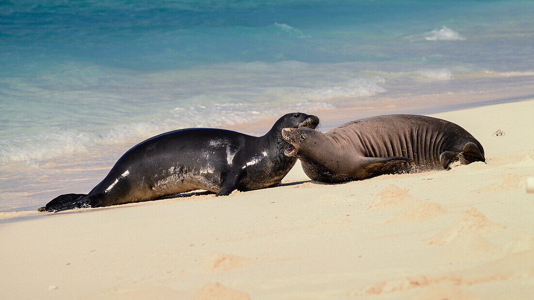 Hawaiian Monk Seals (Neomonachus schauinslandi) on Tern Island in the Hawaiian Islands National Wildlife Refuge.