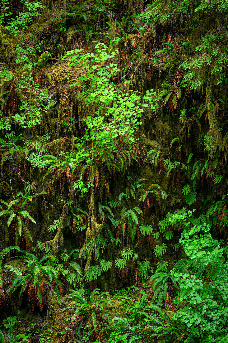 Farne, Moos und Bergahorn, Quinault Rainforest Trail, Olympic National Forest, Washington, USA.